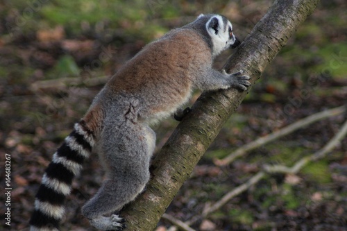 The ring-tailed lemur (Lemur catta) 