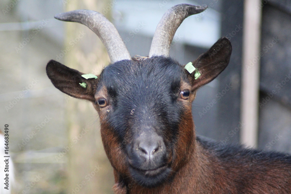 Pygmy goat Pygmy goat