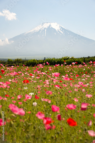 山中湖花の都公園 ポピーと富士山