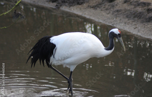 The red-crowned crane (Grus japonensis) photo