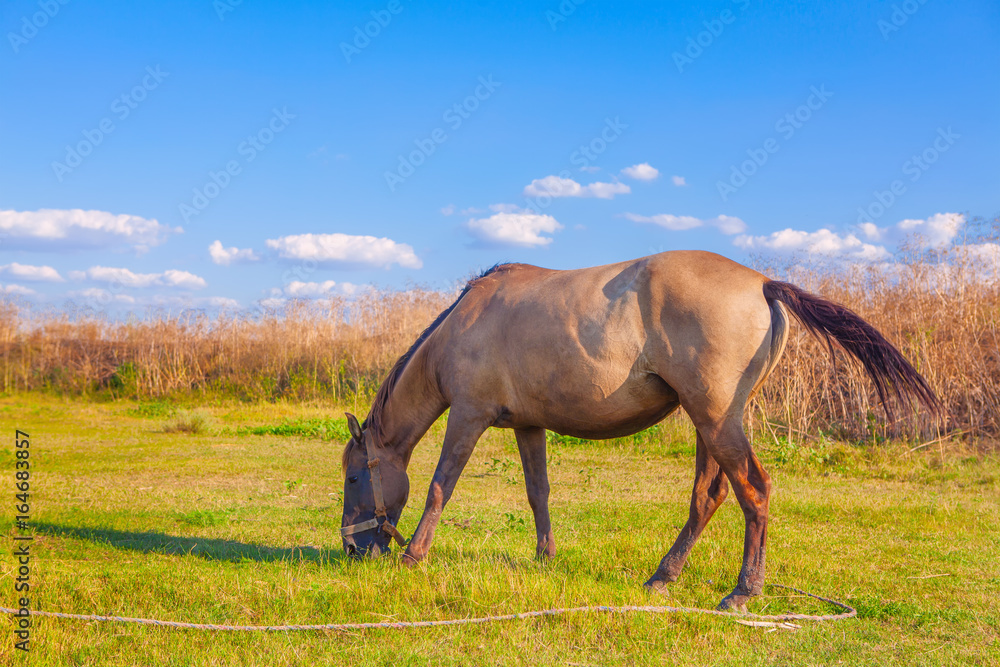domestic horse grazing