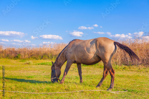 domestic horse grazing