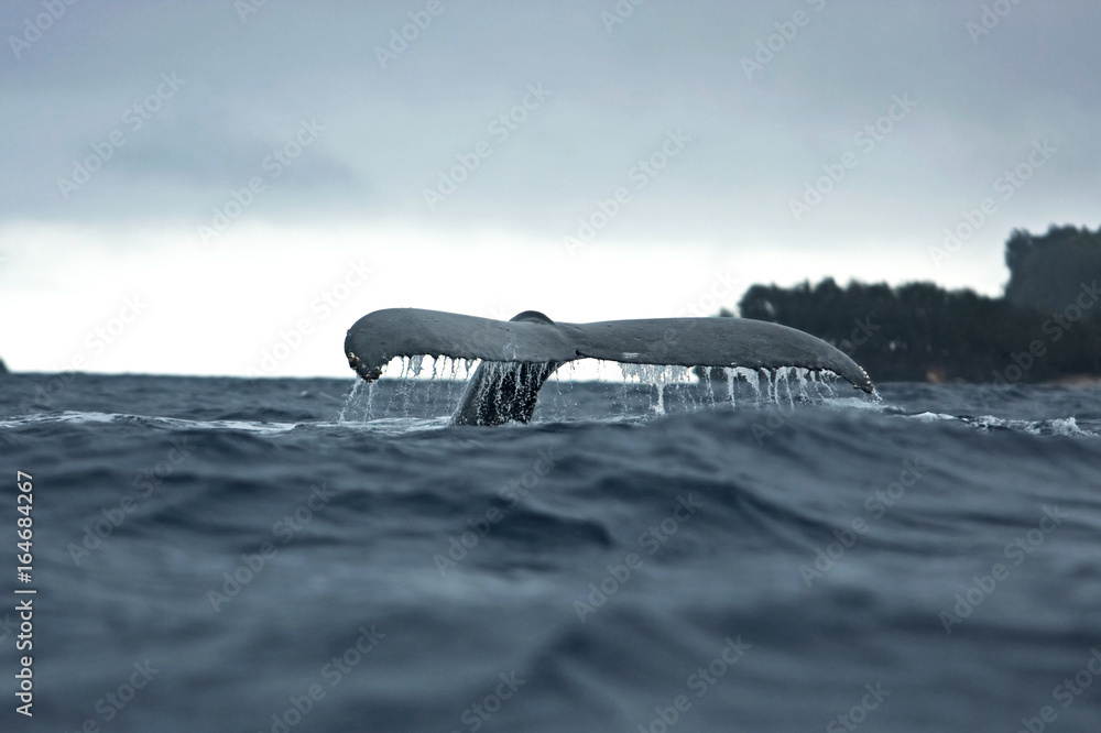 Fototapeta premium humpback whale, megaptera novaeangliae, Tonga, Vava'u island