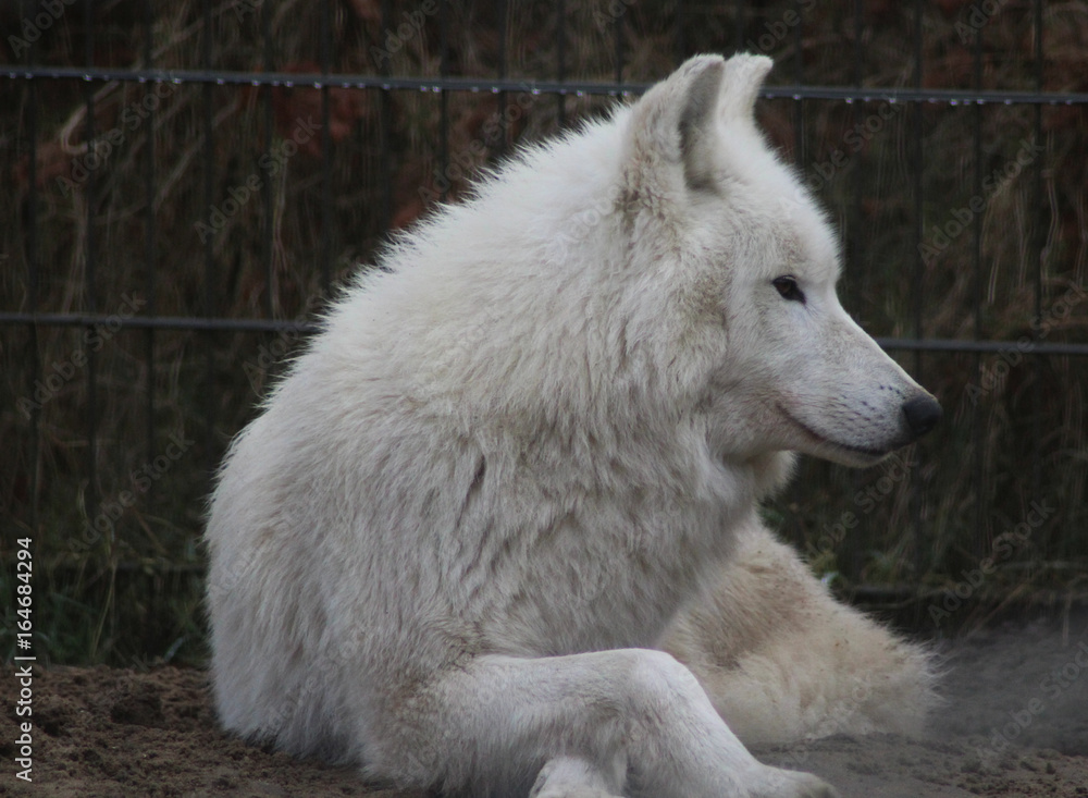 The Hudson Bay wolf (Canis lupus hudsonicus) The Hudson Bay wolf (Canis lupus hudsonicus)