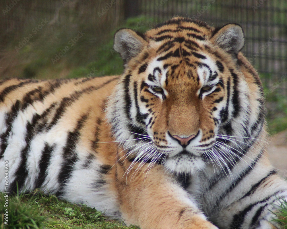 The Bengal tiger (Panthera tigris tigris) The Bengal tiger (Panthera tigris tigris)