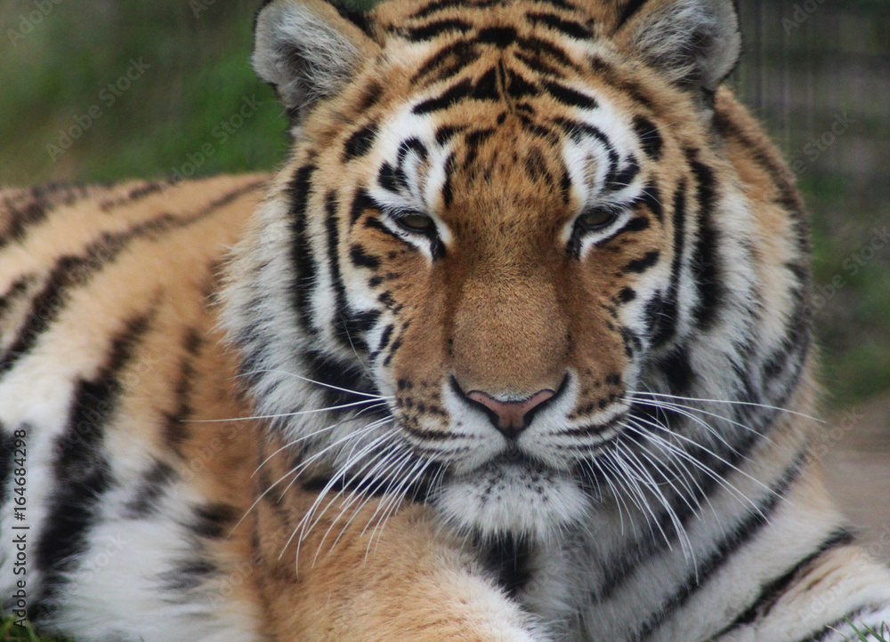 The Bengal tiger (Panthera tigris tigris) The Bengal tiger (Panthera tigris tigris)