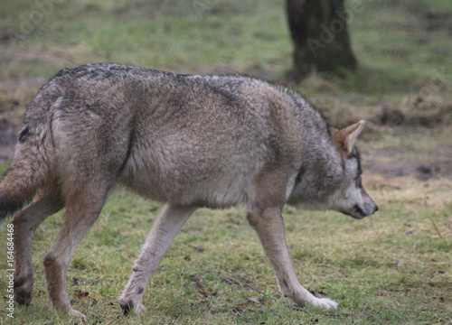 The Eurasian wolf  Canis lupus lupus 