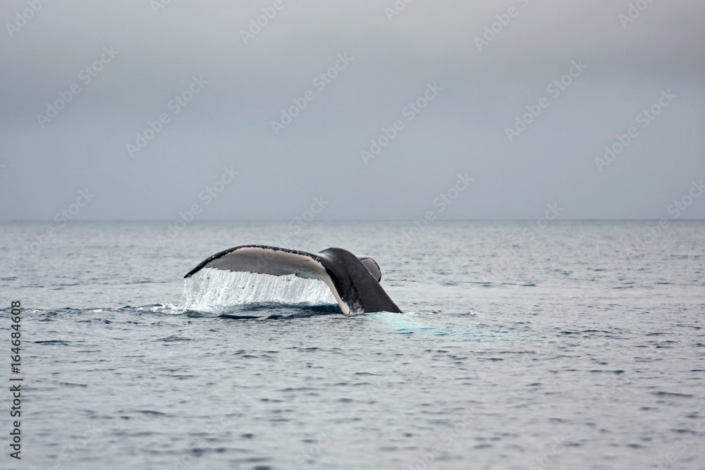 Obraz premium humpback whale, megaptera novaeangliae, Tonga, Vava'u island