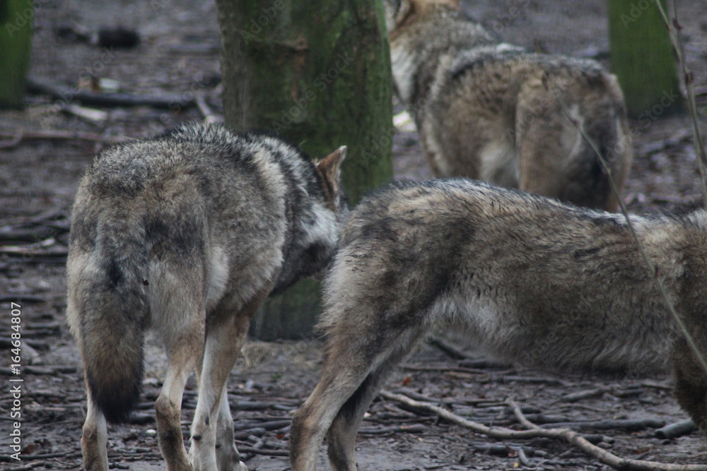 Fototapeta premium De Europese wolf (Canis lupus lupus)