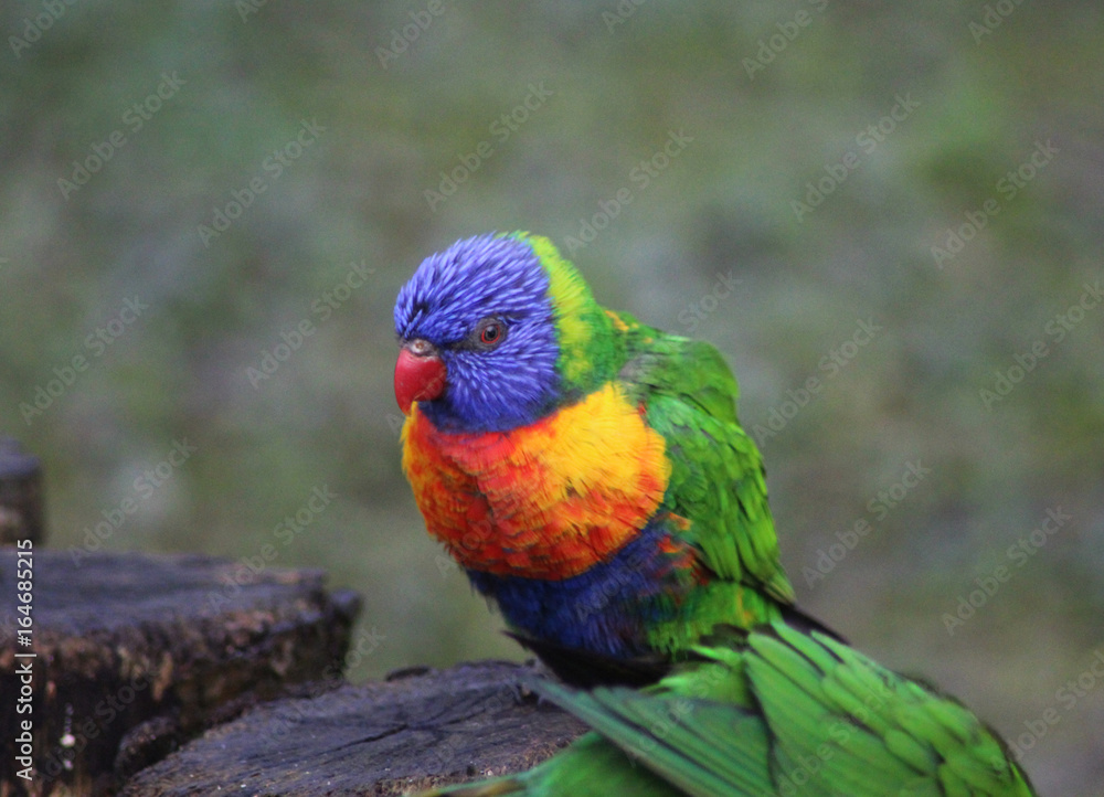 The rainbow lorikeet (Trichoglossus moluccanus) The rainbow lorikeet (Trichoglossus moluccanus)
