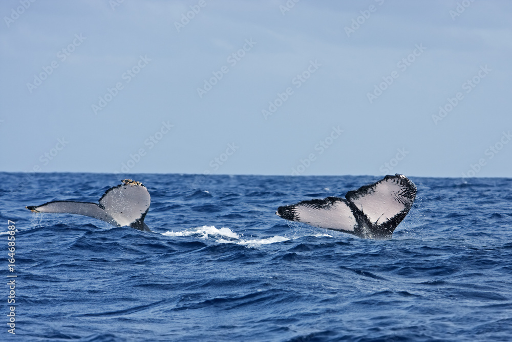 Fototapeta premium humpback whale, megaptera novaeangliae, Tonga, Vava'u island