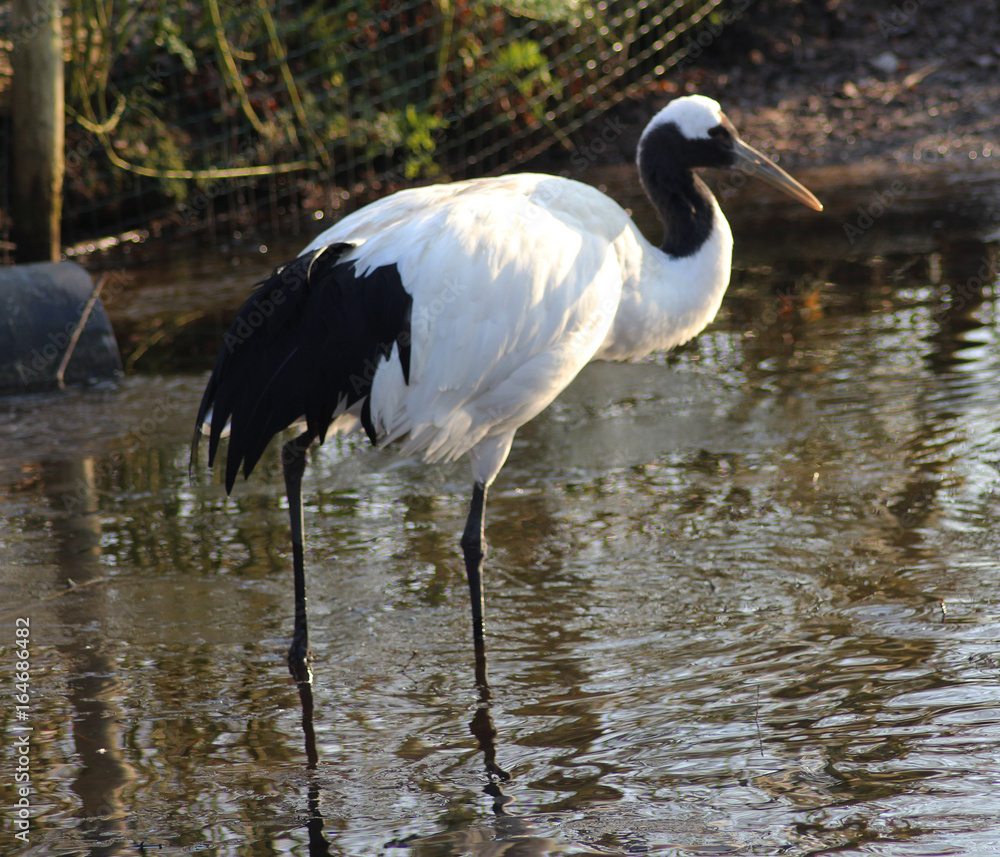 Naklejka premium The red-crowned crane (Grus japonensis) 