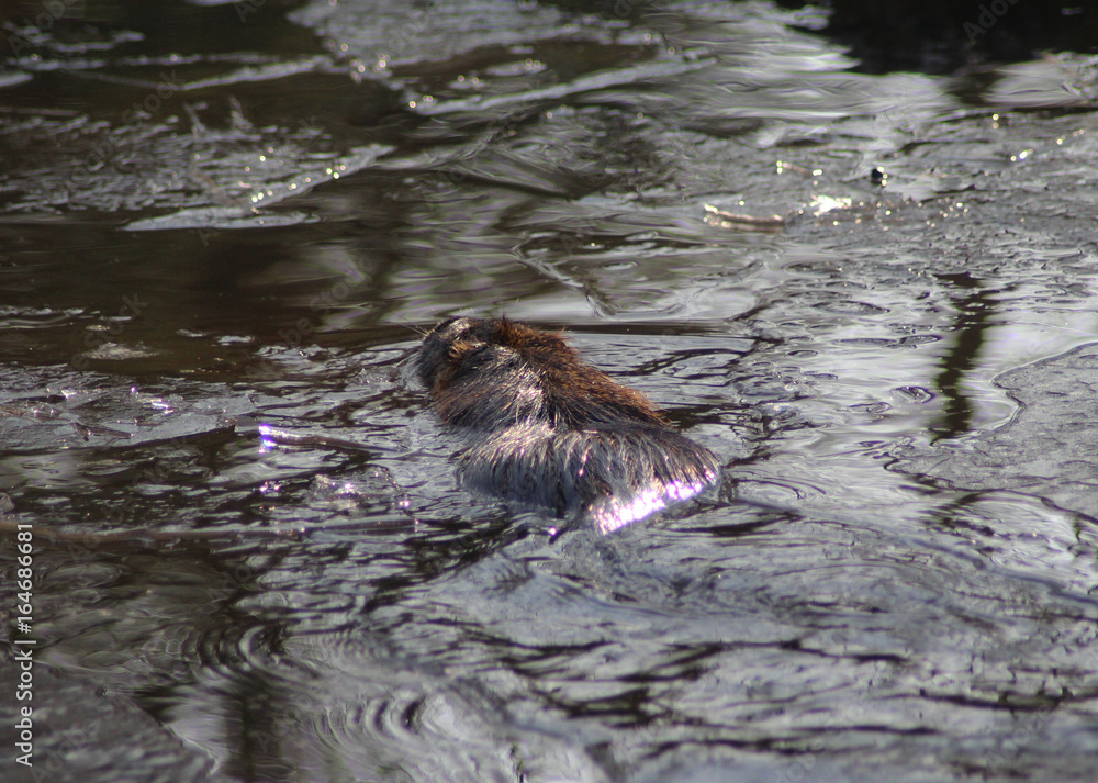Fototapeta premium coypu (Myocastor coypus) 
