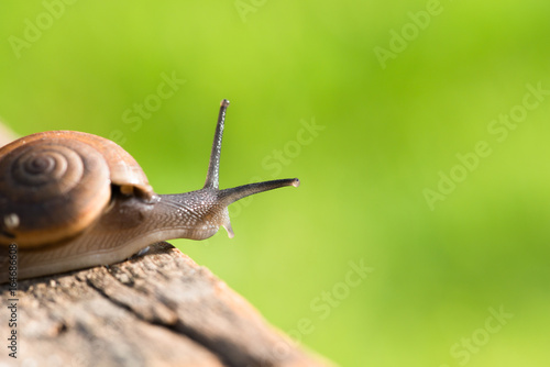 Snail brown color on wood and nature background