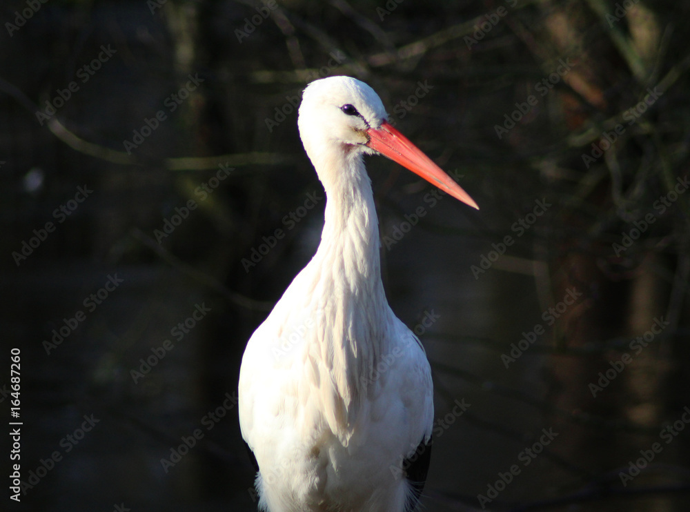 Obraz premium The white stork (Ciconia ciconia)