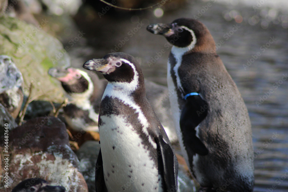 Naklejka premium Humboldt penguin (Spheniscus humboldti) 