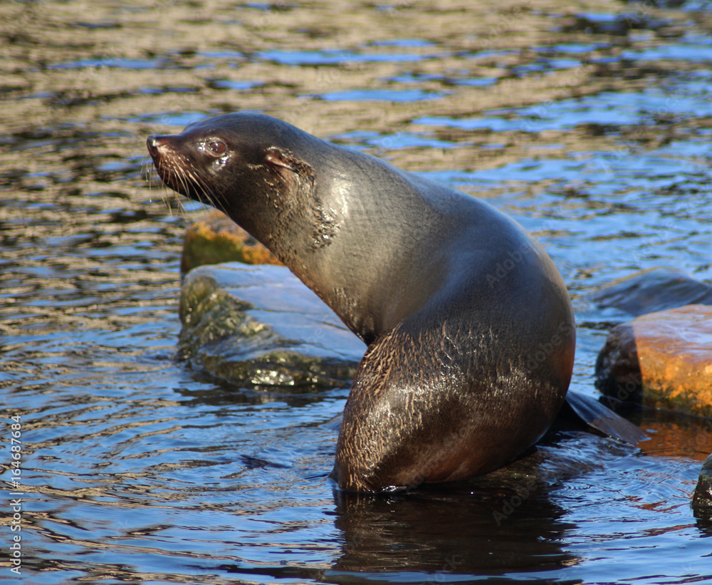 Obraz premium The South American fur seal (Arctocephalus australis) 