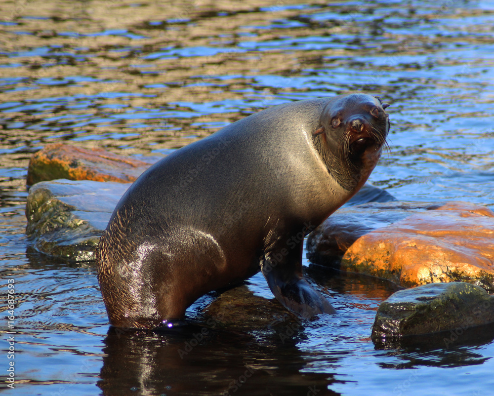 Obraz premium The South American fur seal (Arctocephalus australis)