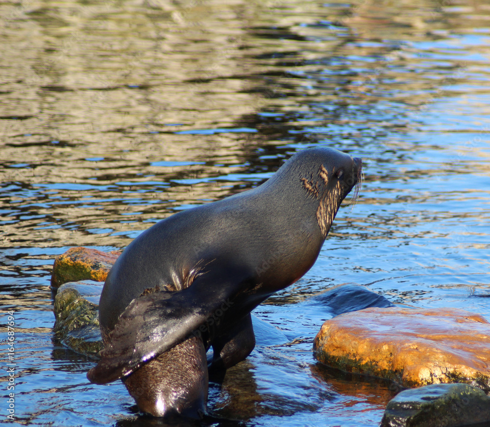 Fototapeta premium The South American fur seal (Arctocephalus australis) 