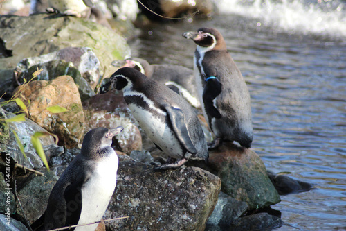  Humboldt penguin (Spheniscus humboldti)	