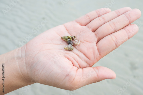 Baby Crab In Hand's Woman, Chonburi Province Of Thailand.