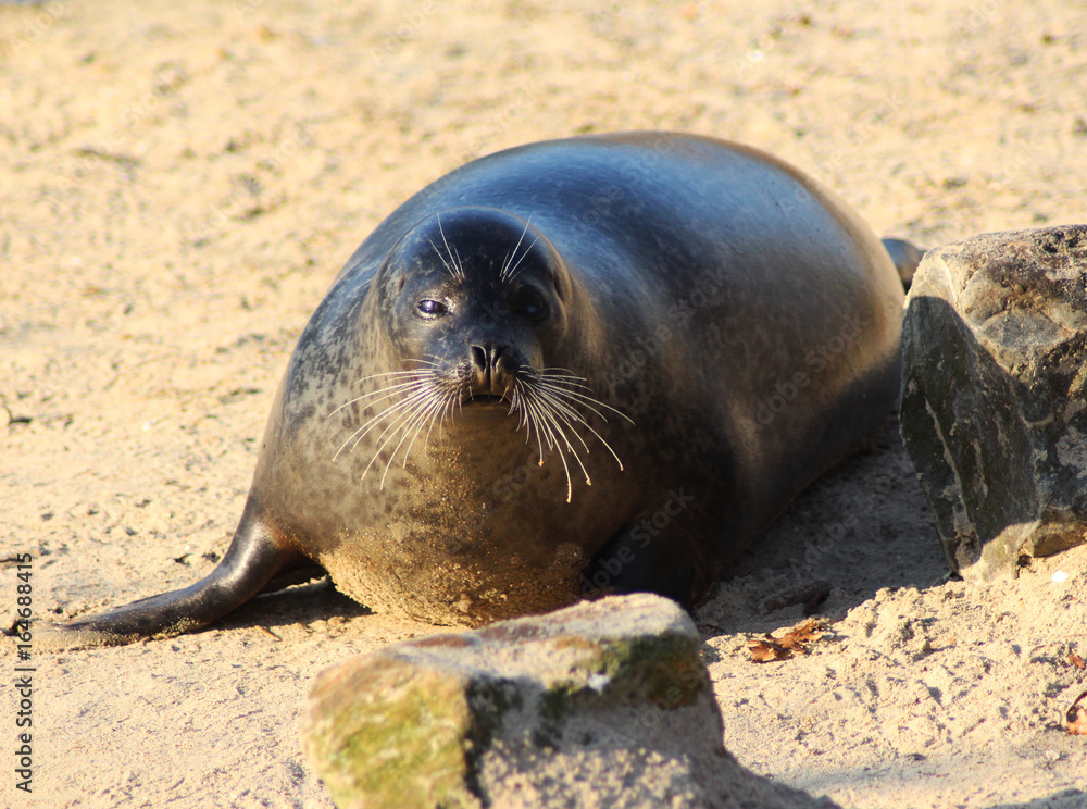 Fototapeta premium The harbor seal (Phoca vitulina)