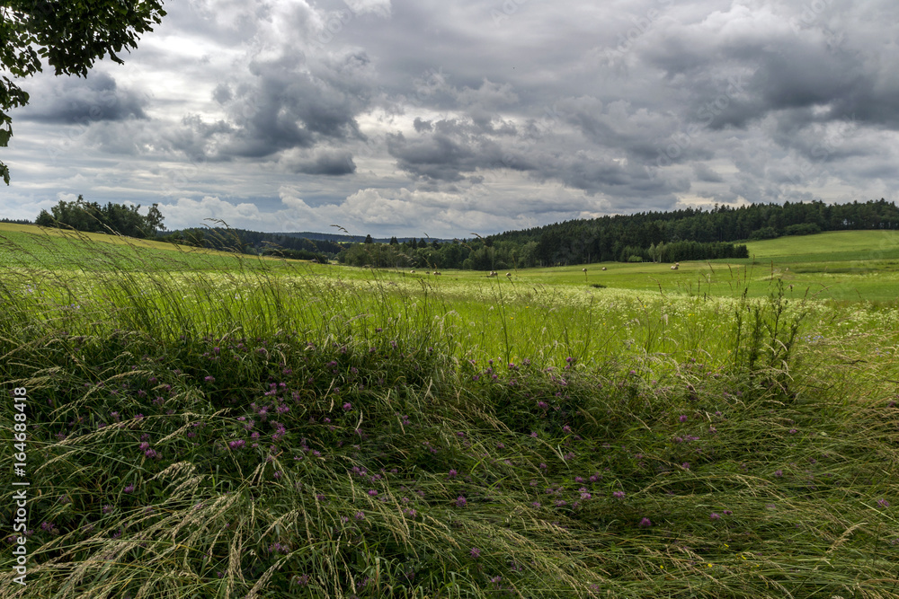 Blooming meadow under storm clouds and forest
