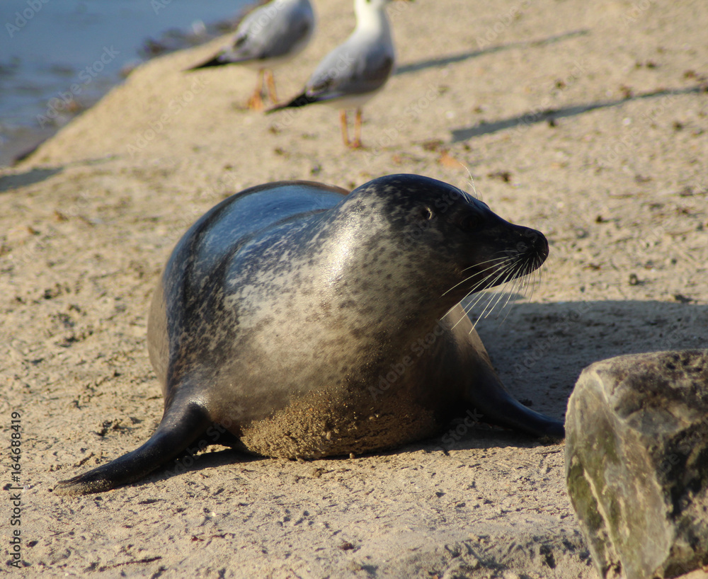 Fototapeta premium The harbor seal (Phoca vitulina)