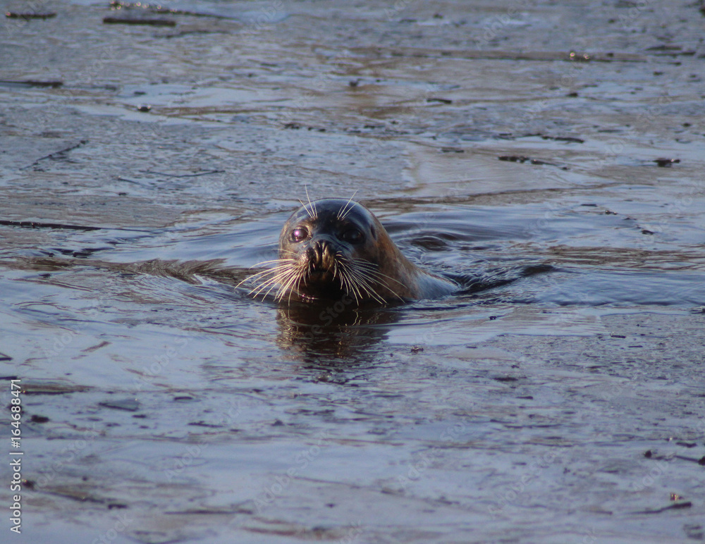 Fototapeta premium The harbor seal (Phoca vitulina)