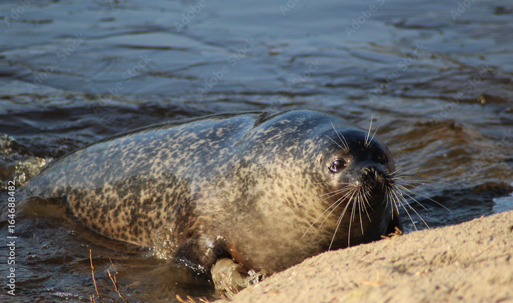 Fototapeta premium The harbor seal (Phoca vitulina)