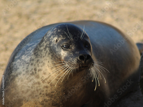 The harbor seal (Phoca vitulina) photo