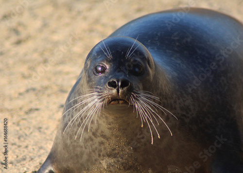 The harbor seal  Phoca vitulina 