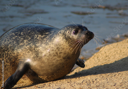 The harbor seal (Phoca vitulina)