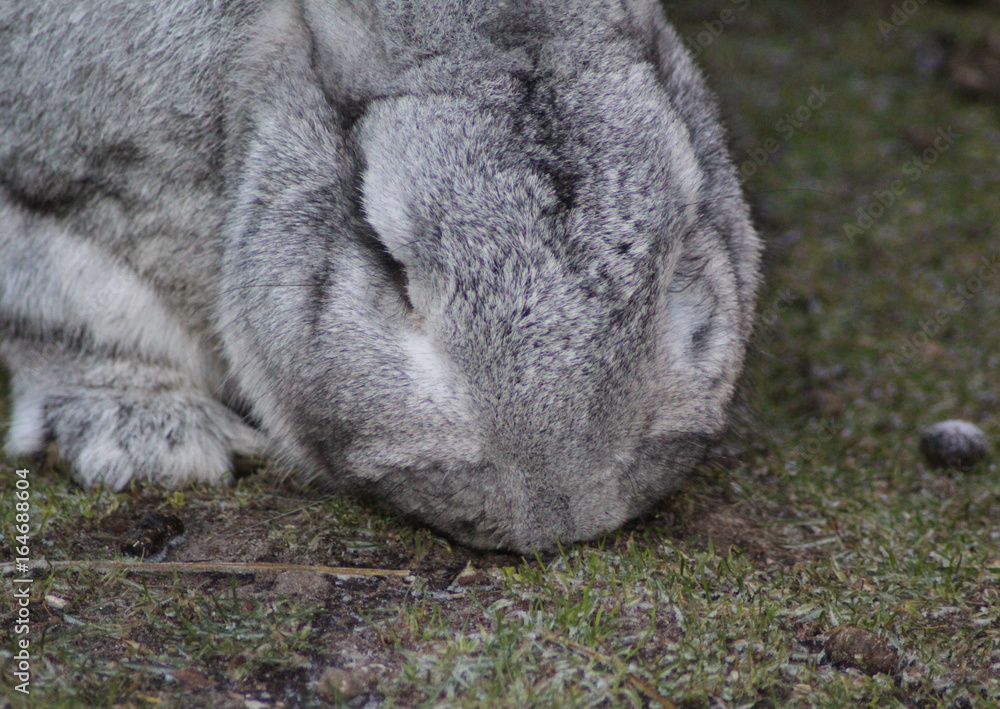Flemish Giant rabbit Flemish Giant rabbit