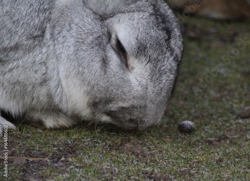 Flemish Giant rabbit