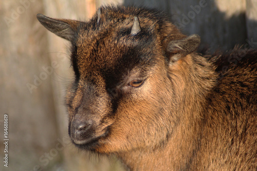 Pygmy goat 