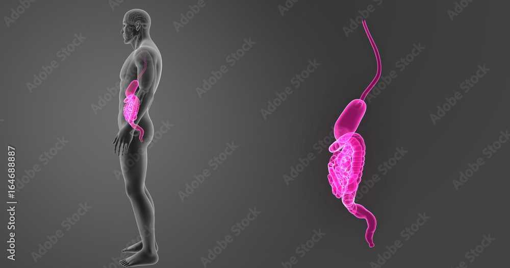 Stomach and intestine zoom with organs lateral view Stomach and intestine zoom with organs lateral view