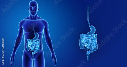 Stomach and intestine zoom with body anterior view photo