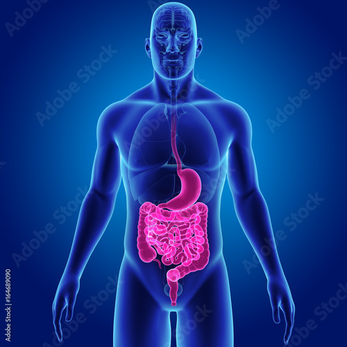 Stomach and intestine with organs anterior view