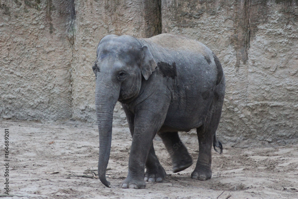 Naklejka premium Asian elephant (Elephas maximus)