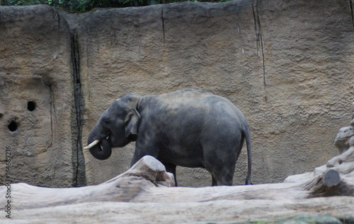 Asian elephant (Elephas maximus) photo