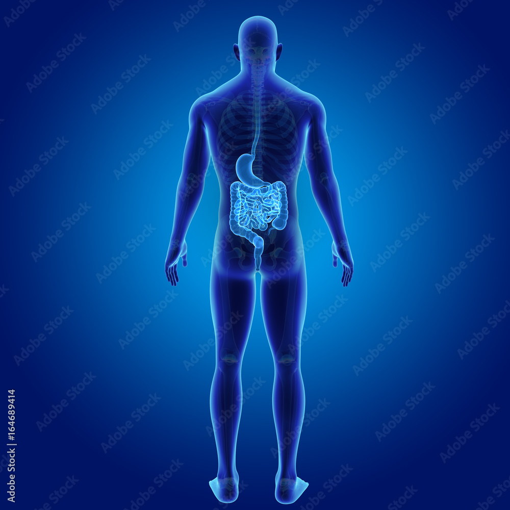 Stomach and intestine with skeleton posterior view Stomach and intestine with skeleton posterior view