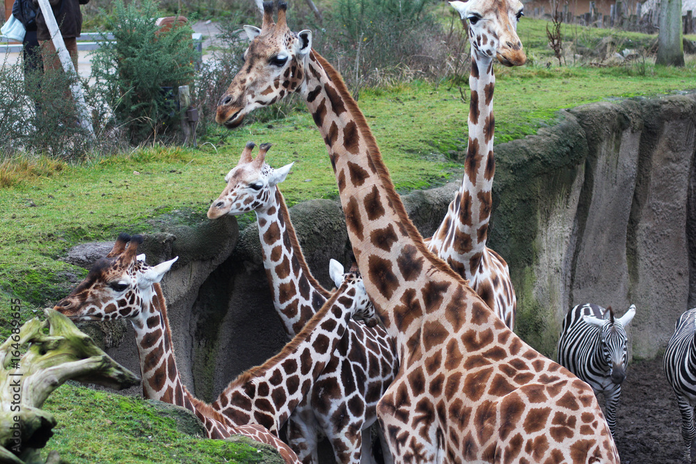 Naklejka premium The northern giraffe (Giraffa camelopardalis)
