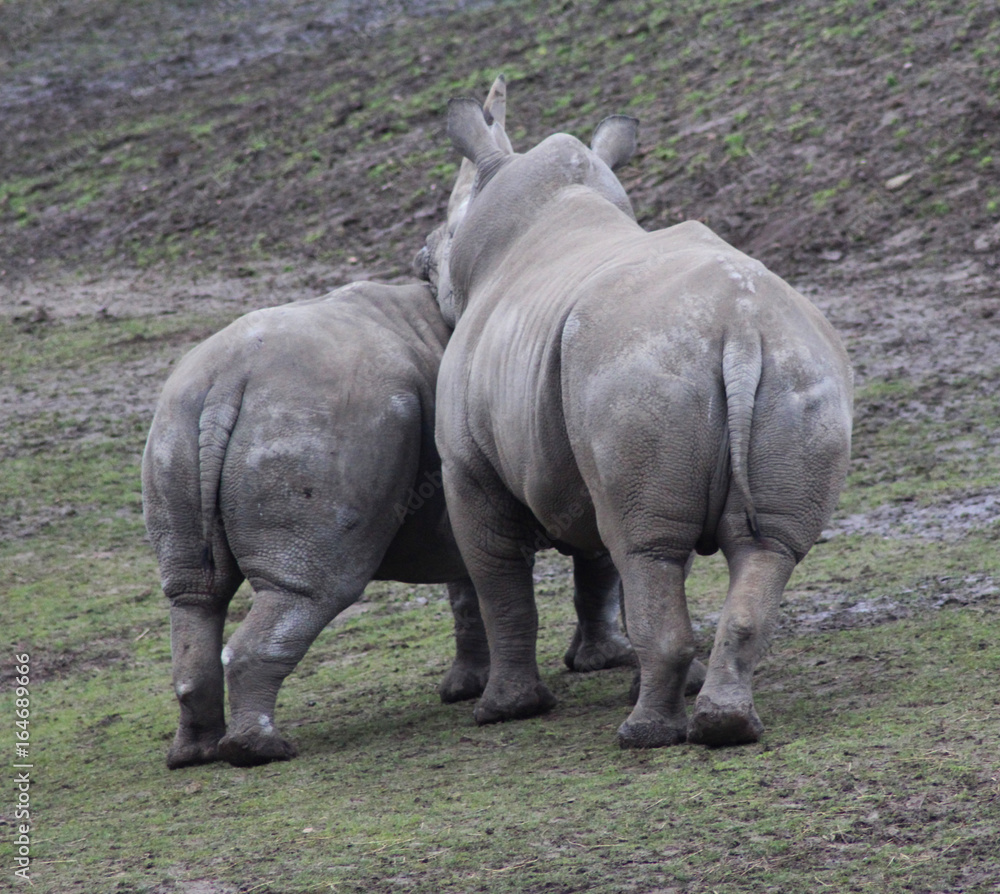Fototapeta premium The white rhinoceros (Ceratotherium simum)