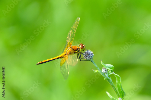 Beautiful dragonfly on flower macro