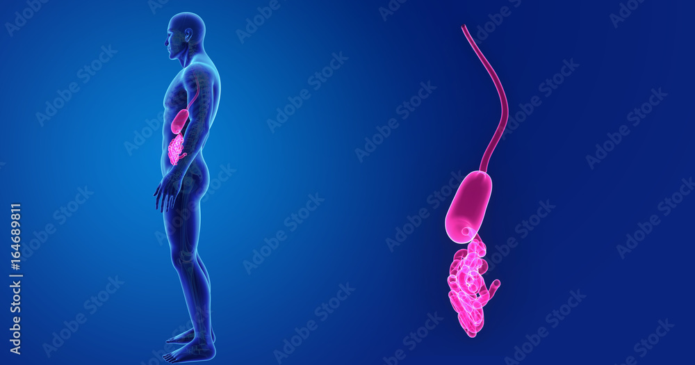 Stomach and small intestine zoom with skeleton lateral view Stomach and small intestine zoom with skeleton lateral view