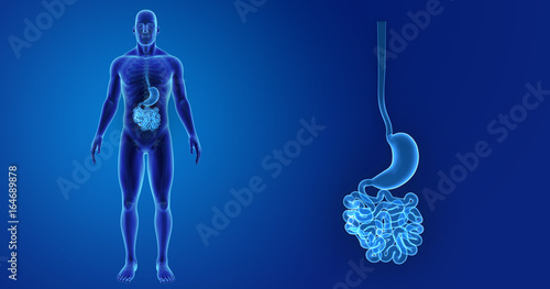 Stomach and small intestine zoom with skeleton anterior view