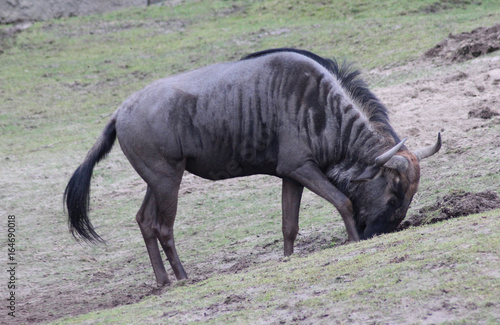 The blue wildebeest  Connochaetes taurinus 