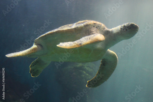 The green turtle (Chelonia Chelonia ) photo