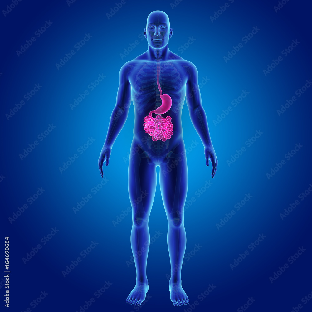 Stomach and small intestine with skeleton anterior view Stomach and small intestine with skeleton anterior view